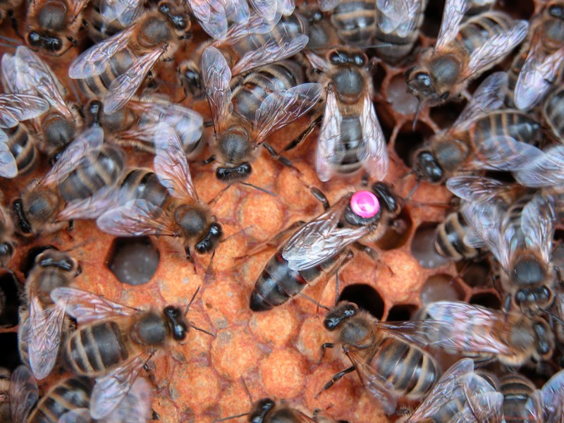 reine marquée sur cadre d`abeille