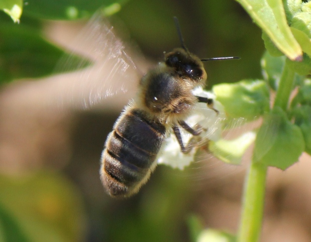 abeille en vol, description d`une abeille