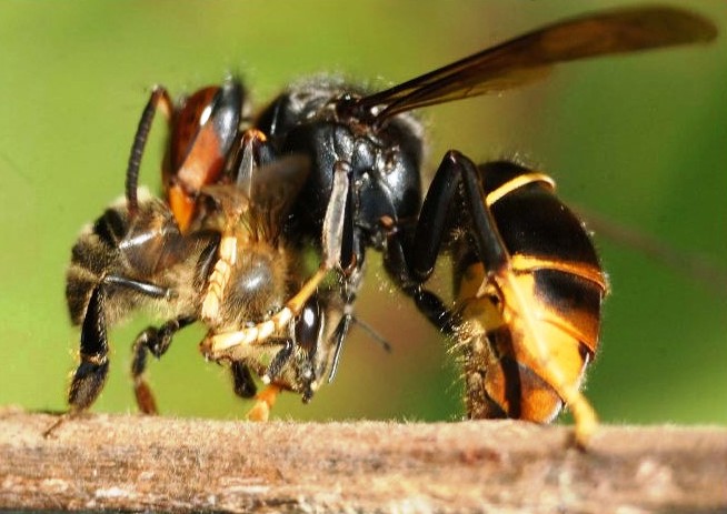 Attaque frelon sur abeille