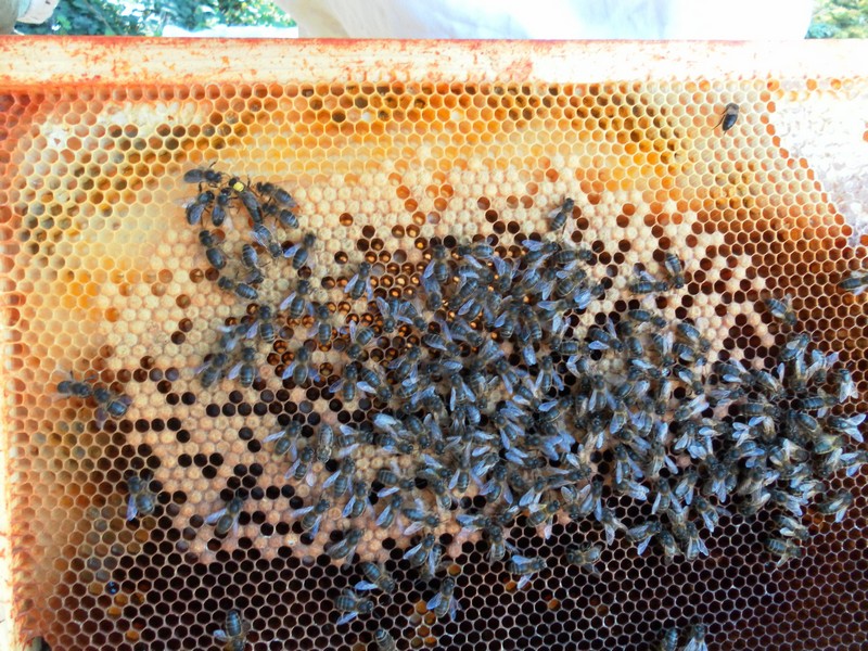 cadre abeilles gros plan