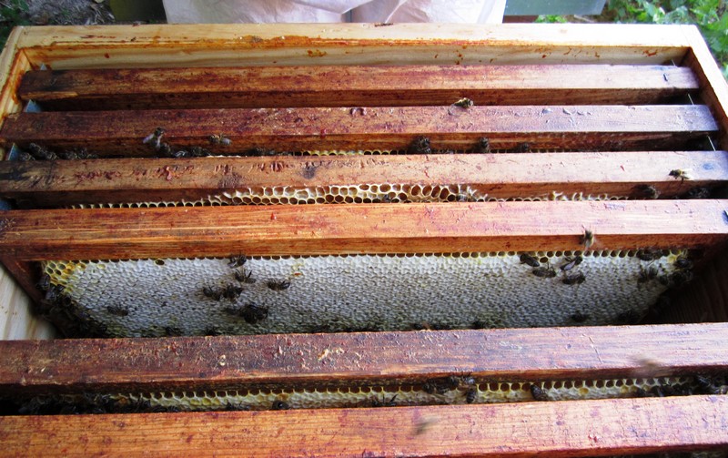 cadres de miel prêts pour extraction